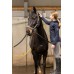 Excellent Horse, krtača za odstranjevanje dlake
