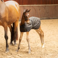 Odeja za žrebička FOAL Odeja za žrebička FOAL
