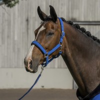 Hlevska oglavka s povodcem EQUESTRIAN PRO