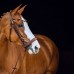 Anatomska hanoveranska uzda Positano Anatomska hanoveranska uzda Positano