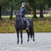 HORZE ADEPTO ščitniki za zadnje noge - Dark Brown