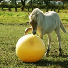 Žoga za konja MAXIMUS